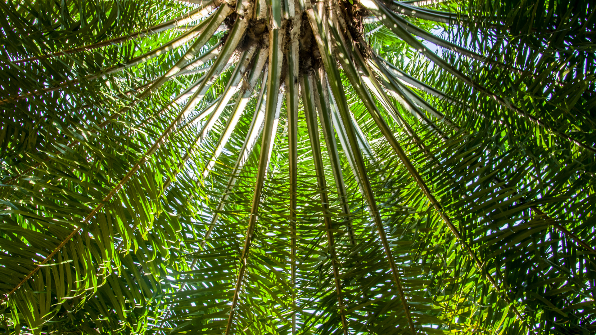 Inquadratura verso l’alto di un albero di palma